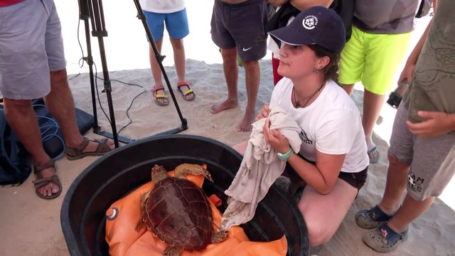 Moreno subraya su compromiso con la conservación de especies amenazadas en suelta de tortuga