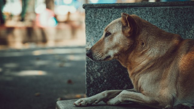 Autoridades ambientales de Colombia donaron toneladas de comida a perros callejeros en una pequeña localidad.