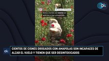 Cientos de cisnes drogados con amapolas son incapaces de alzar el vuelo y tienen que ser desintoxicados