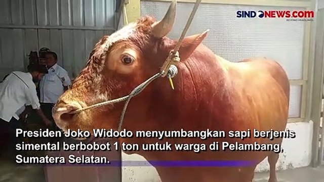 Berbobot 1 Ton, Sapi Simental Bernama Baba Dipilih Presiden Jokowi Untuk Kurban di Palembang