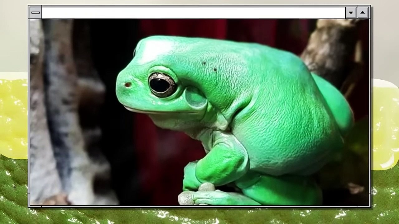 Why Can't Frogs Be Fed Up With Snakes