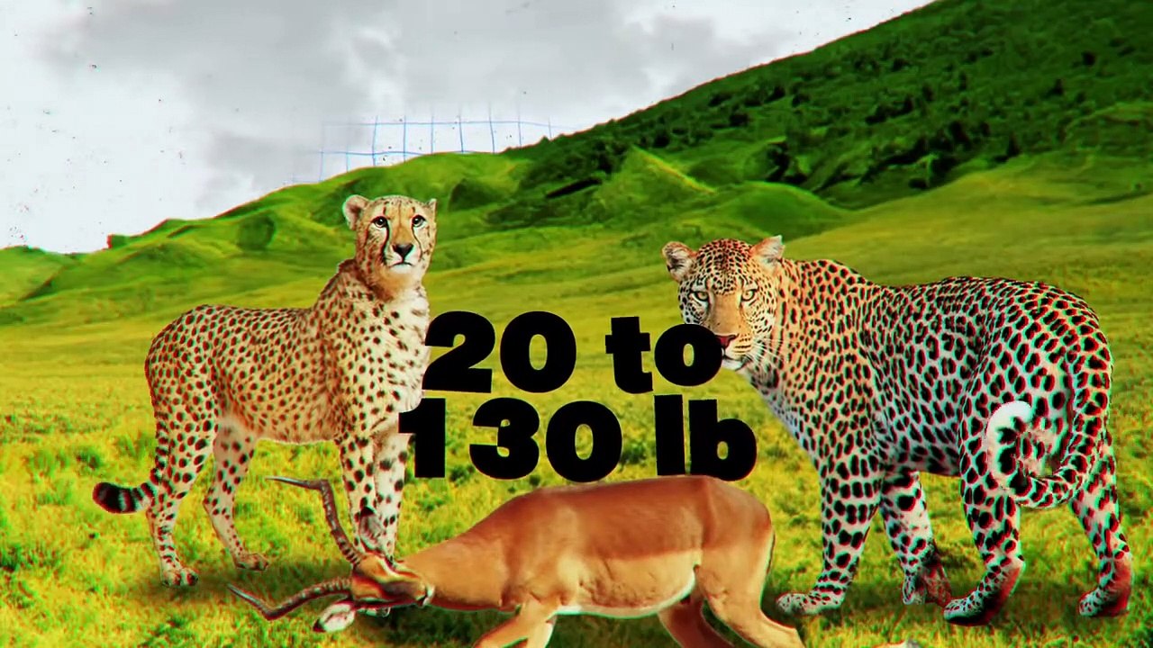 Why Do Lions Always Kill Cheetahs