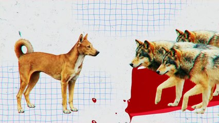 Why Can't Even 3 Wolves Defeat One Kangal In the City