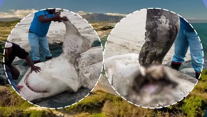 When a Shark Meets a Hungry Orca