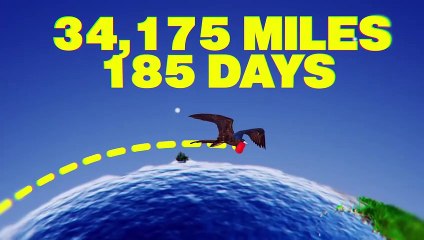 What Happens to Birds That Fly Too Long