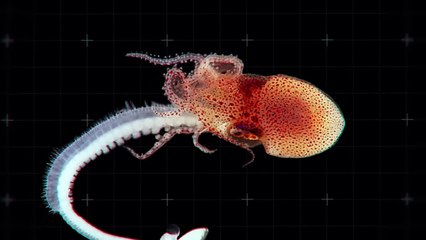 What Happens If You Save an Octopus After Mating