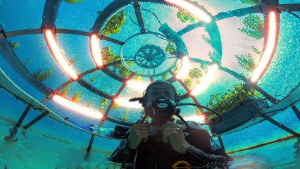 This Tree Smells Too Much and That's What They Do With It