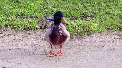 This Seagull Regretted That Hawk Didn't Finish It