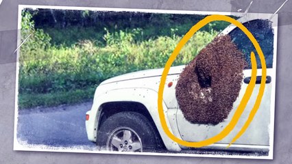 This Scavenger Didn't Eat His Prey, but Here's What He Actually Did