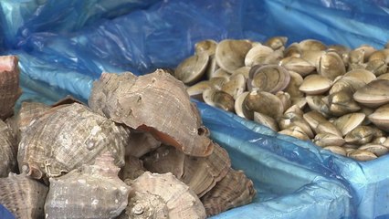 올해 첫 비브리오패혈증 환자 발생..."어패류 익혀 먹어야" / YTN