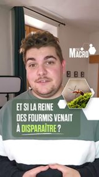 Et si la reine des fourmis venait à disparaître !