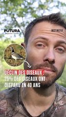 Alarmante étude révèle une chute dramatique de 25% des populations d'oiseaux en Europe en seulement 37 ans !