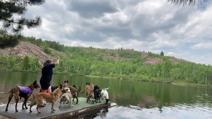 Formation impressionnante de chiens de plongée à quai