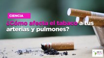 ¿Cómo afecta el tabaco a tus arterias y pulmones?