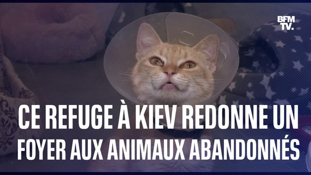 Ce refuge de Kiev redonne un foyer aux animaux victimes des inondations dans le Sud de l'Ukraine