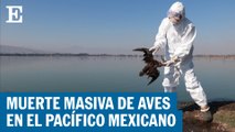 Mueren cientos de aves en las costas mexicanas | EL PAÍS