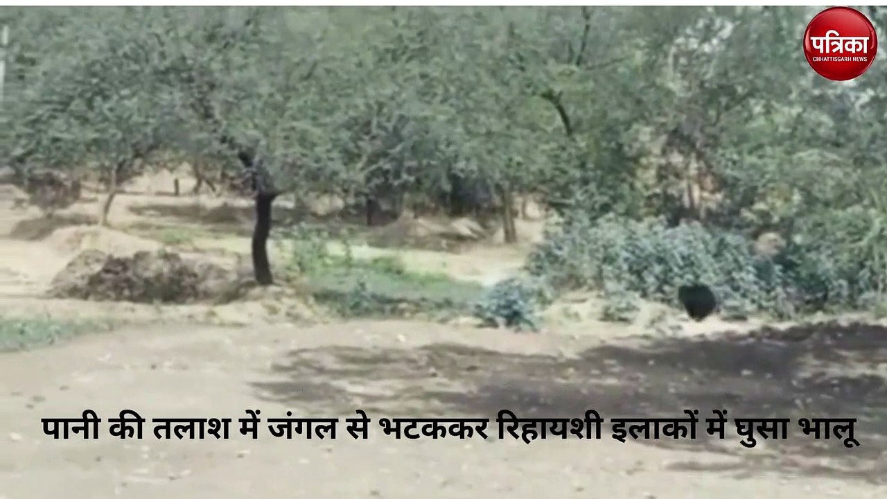 पानी की तलाश में जंगल से भटककर रिहायशी इलाकों म...