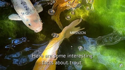 Trout belong to the Salmonidae family