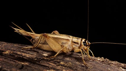 How To Get Rid Of Crickets In The House