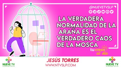 La verdadera normalidad de la araña es el verdadero caos de la mosca