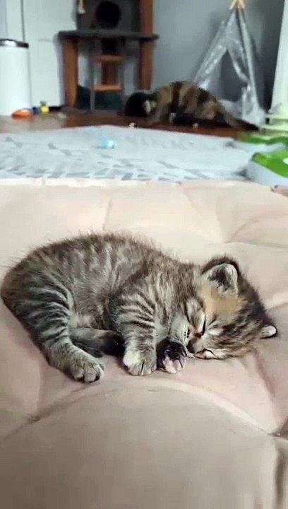 cat Cutest thing you'll see today