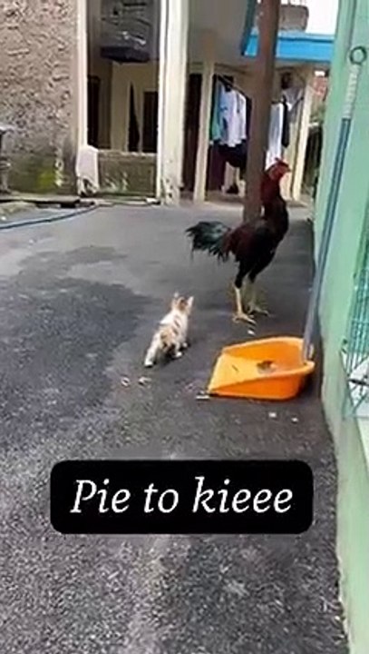 Chicks