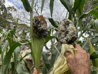Milhos sofrem estranha mutação genética em São João do Rio do Peixe; agrônomo fala da possível causa