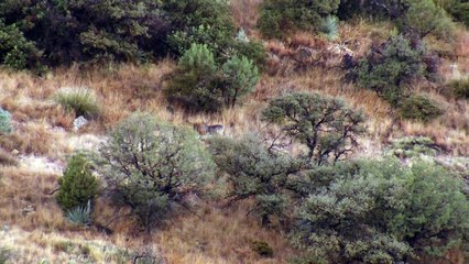 MeatEater - Sky Island Solitare Backpack Hunting Coues Deer in Arizona