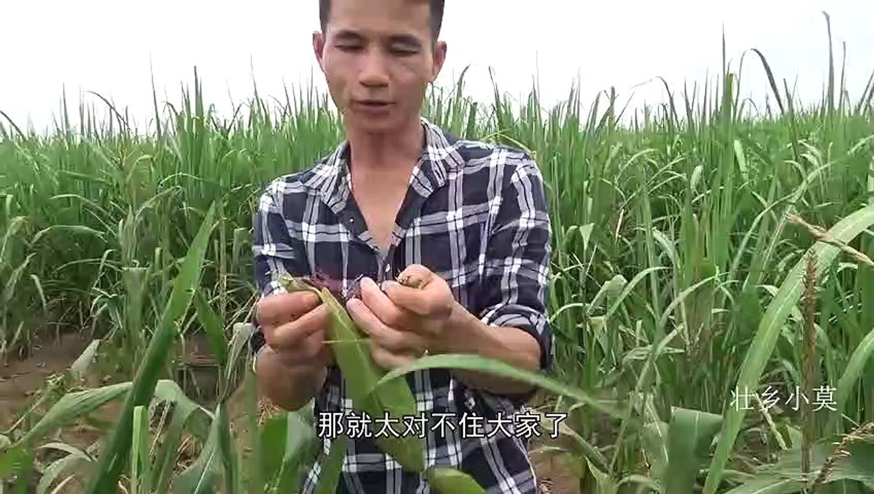 农村小伙投资290块种植黑玉米，三个月后收了450斤，能有多少利润【壮乡小莫】