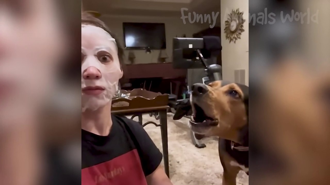 Funny Animal Videos 2023  - Funniest Dogs and Cats Videos