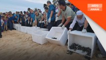 Pelancongan: Terengganu Turtle Experience tarikan baharu di Terengganu