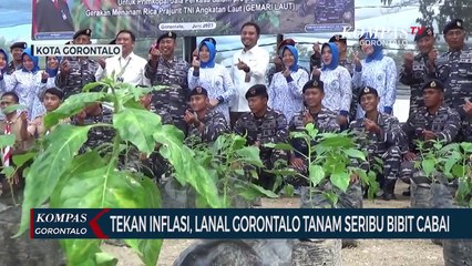 Tekan Inflasi, Lanal Gorontalo Tanam Seribu Bibit Cabai