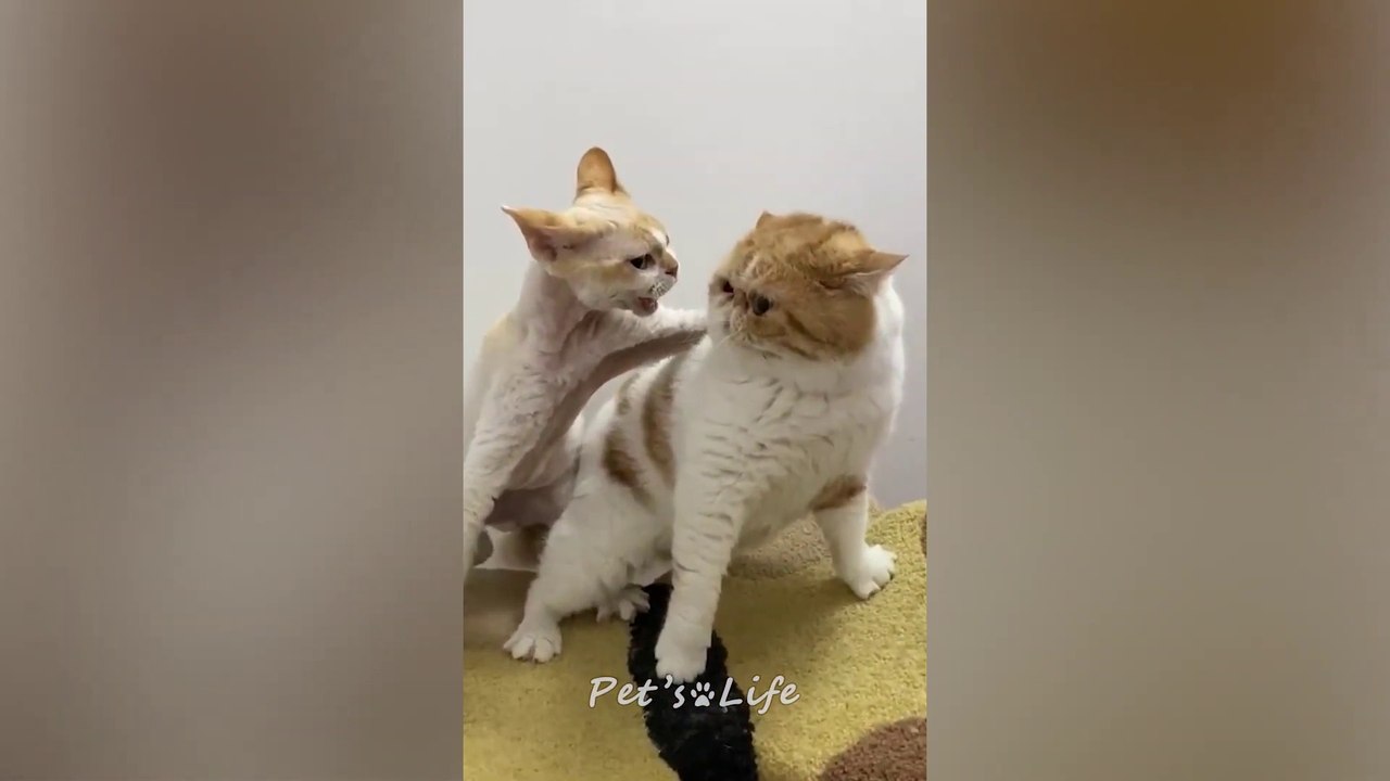 Funniest Animals 2023  Cute and Funny Cat Videos   Humor Hub