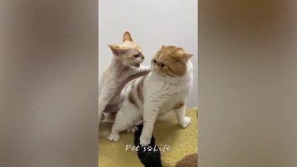 Funniest Animals 2023  Cute and Funny Cat Videos   Humor Hub