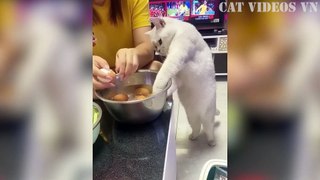 Funniest Cats and Dogs Compilation Best Funniest Video 2023 Funny Animal Videos