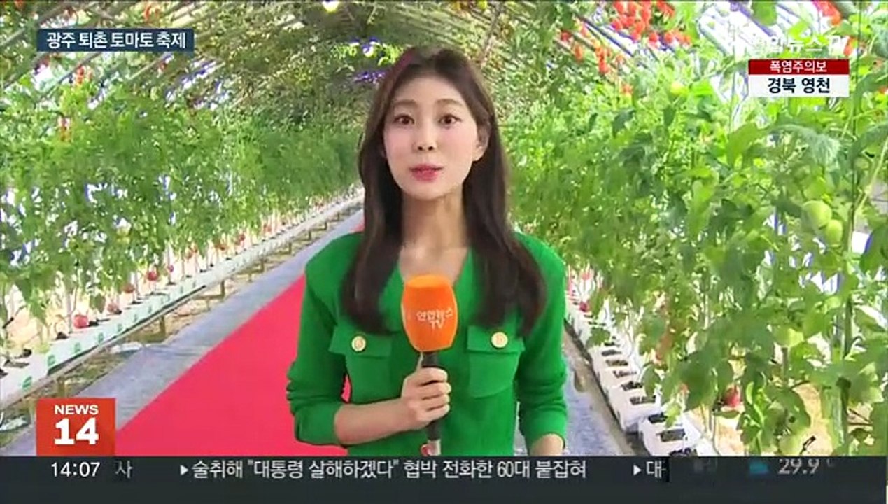 토마토 풀장에 '풍덩'…4년 만에 퇴촌 토마토 축제