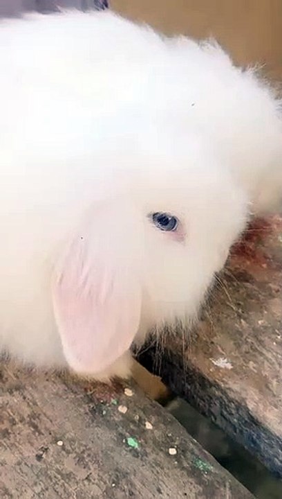 White kitten