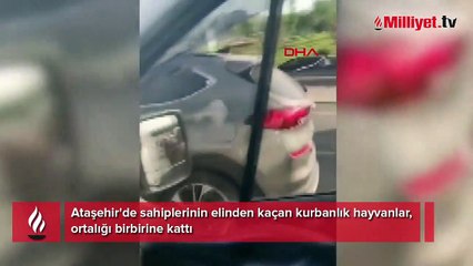 Ataşehir'de kurbanlıklar kaçtı sahipleri kovaladı