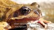 Frogs, fascinating amphibians, possess several interesting characteristics