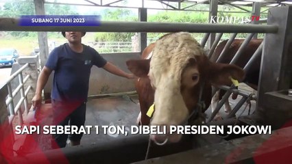 Penampakan Raja, Sapi Simental yang Dibeli Jokowi dari Peternak di Subang