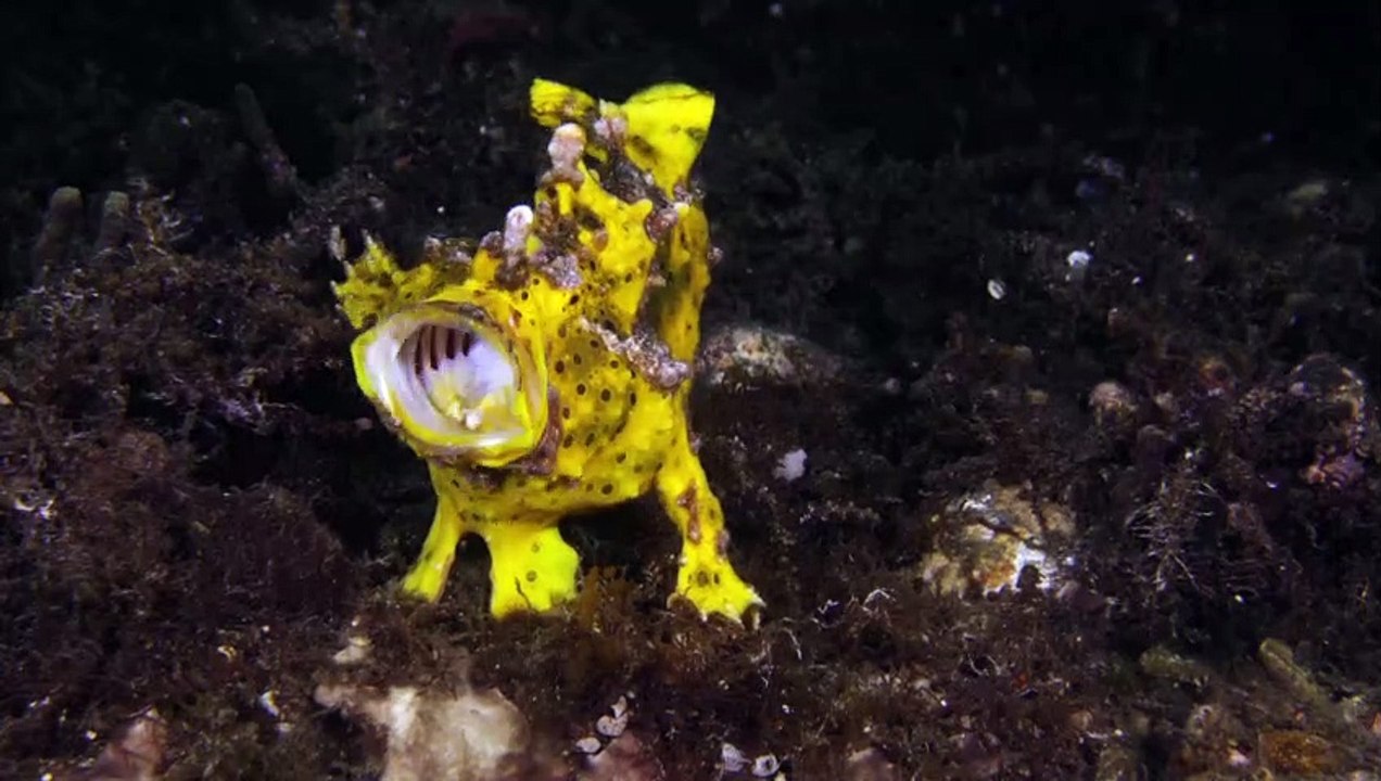 Warty Frogfish Hunts for a Meal