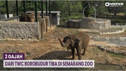 Bona dan Zella, 2 Gajah dari TWC Borobudur Tiba di Semarang Zoo