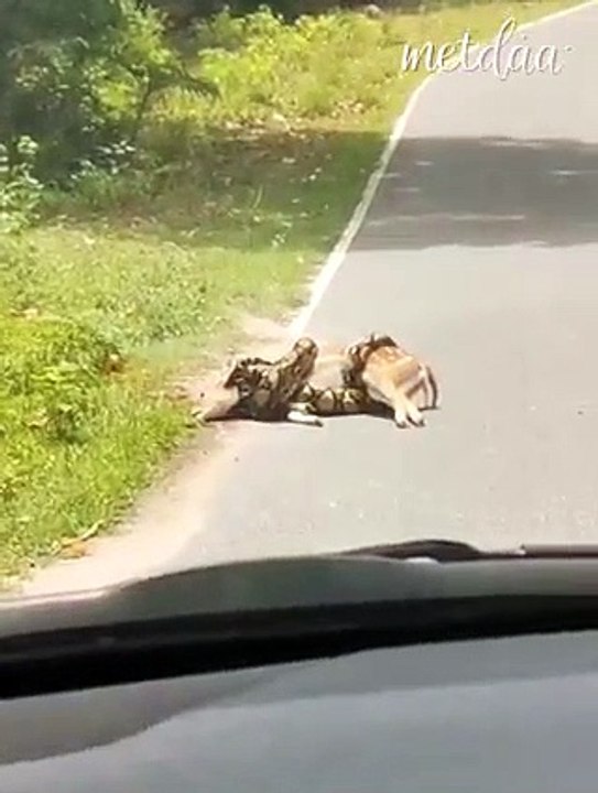 Python(Snake) Attack Deer