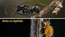 Ants And Aphids Symbiosis