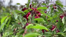 La récolte des cerises se poursuit à Kuşadası