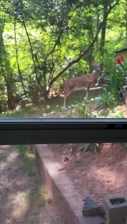 A Deer Passes By