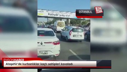 Ataşehir'de kurbanlıklar kaçtı sahipleri kovaladı