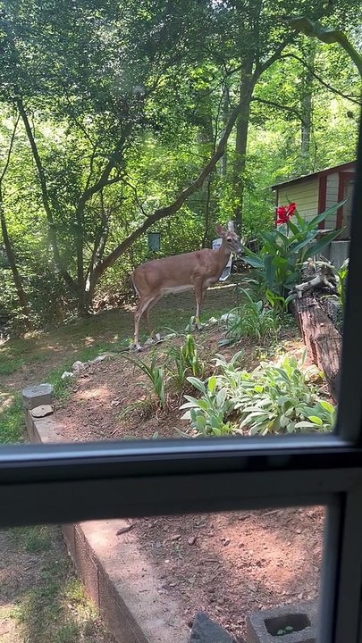 A Deer Passes By