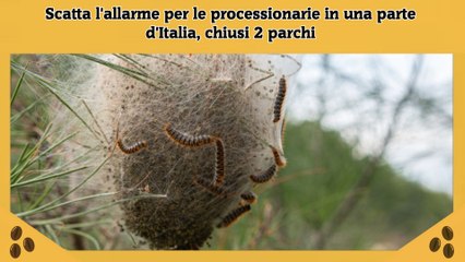 Scatta l'allarme per le processionarie in una parte d'Italia, chiusi 2 parchi