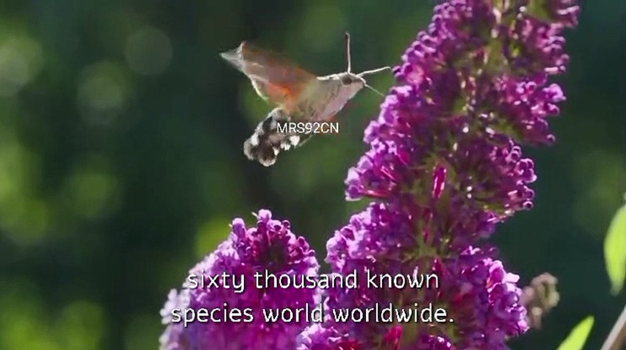 Insects, often overshadowed by their more attractive relatives, the butterflies,